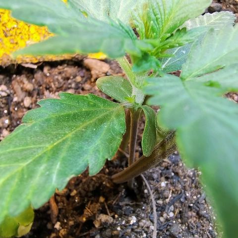 Diabo rojo growlog timeline photo