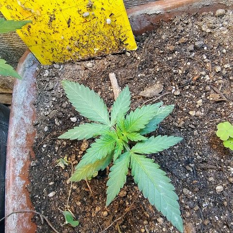 Diabo rojo growlog timeline photo