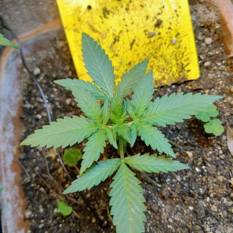Diabo rojo growlog timeline photo