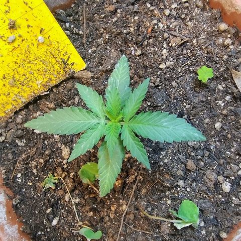 Diabo rojo growlog timeline photo