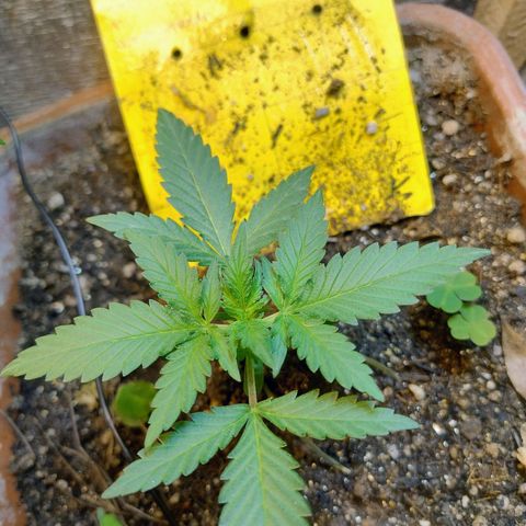 Diabo rojo growlog timeline photo