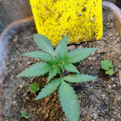 Diabo rojo growlog timeline photo