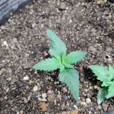 Purple lemonade growlog timeline photo