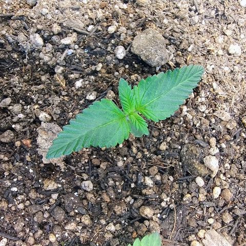 Purple lemonade growlog timeline photo