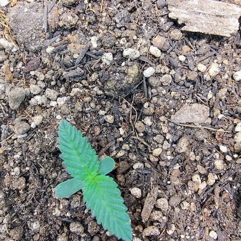 Purple lemonade growlog timeline photo