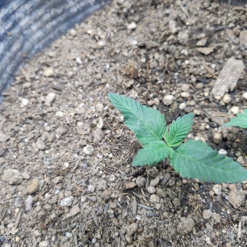 Purple lemonade growlog timeline photo