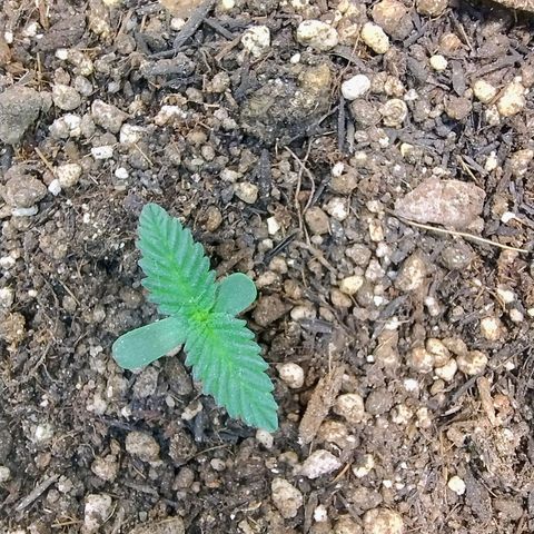 Purple lemonade growlog timeline photo