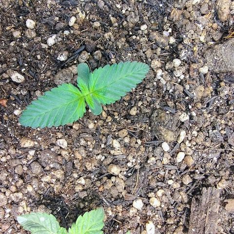 Purple lemonade growlog timeline photo