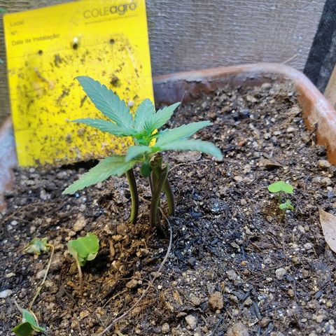 Diabo rojo growlog timeline photo