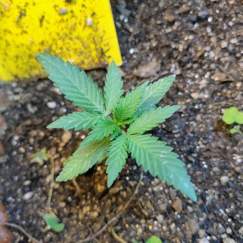 Diabo rojo growlog timeline photo