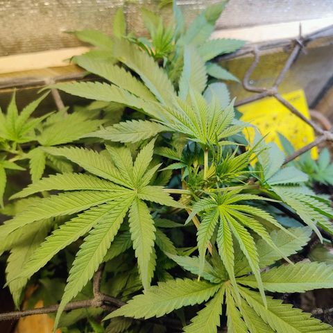 #skunk1 growlog timeline photo