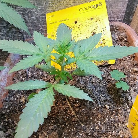 Diabo rojo growlog timeline photo