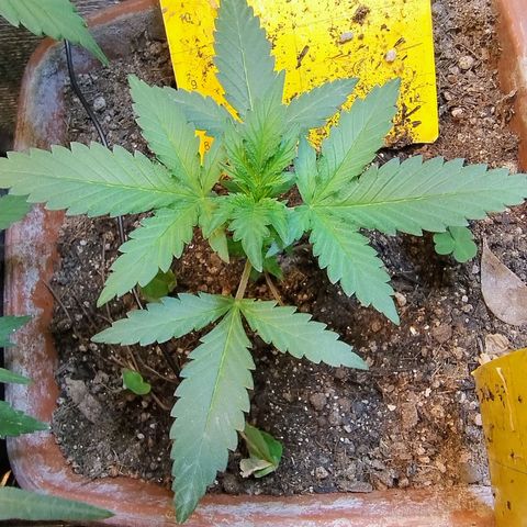 Diabo rojo growlog timeline photo