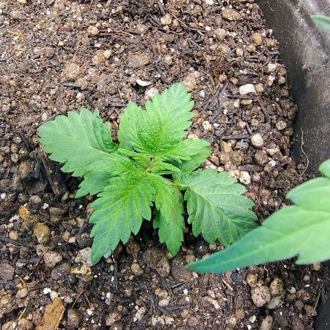 Purple lemonade#2 growlog timeline photo