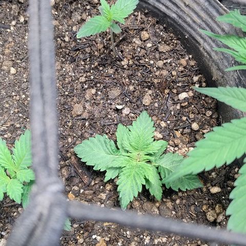 Purple lemonade#2 growlog timeline photo
