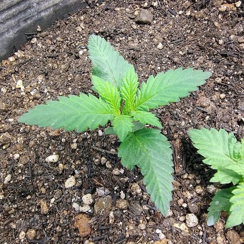 Purple lemonade growlog timeline photo