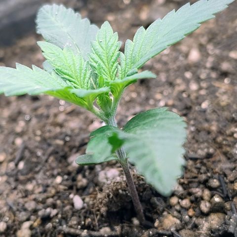Purple lemonade growlog timeline photo
