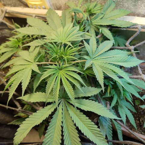 #skunk1 growlog photo: Planta crescendo muito bem,logo logo flipar