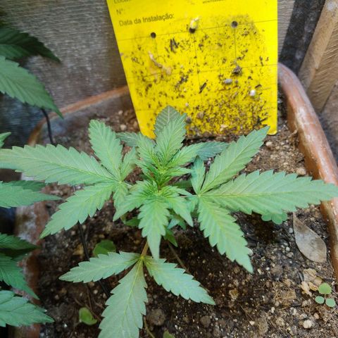 Diabo rojo growlog photo: Se desenvolvendo bem