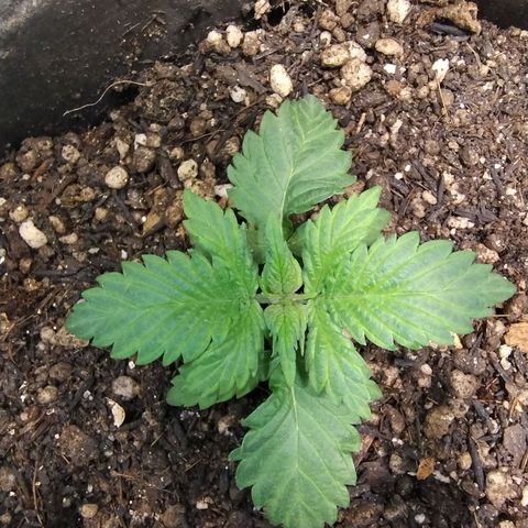 Purple lemonade#2 growlog photo: Meio travada ainda,mas se desenvolvendo aos poucos 