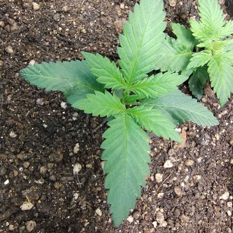 Purple lemonade growlog photo: Crescendo e querendo levar uz