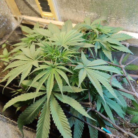 #skunk1 growlog timeline photo