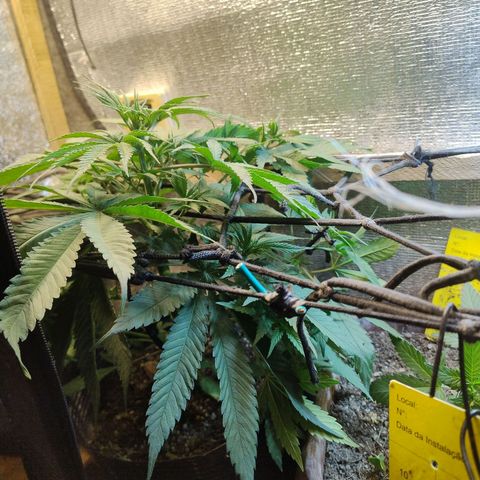 #skunk1 growlog timeline photo