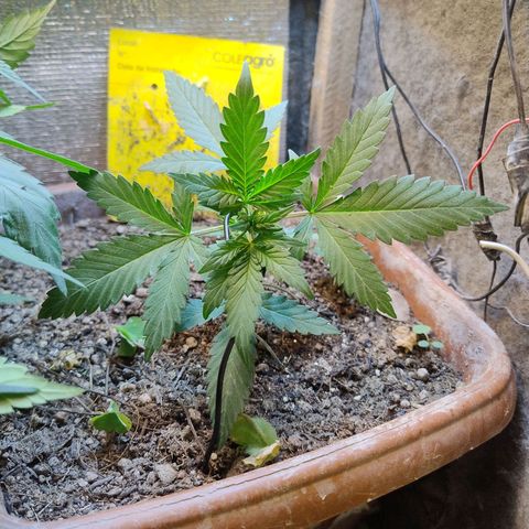 Diabo rojo growlog timeline photo