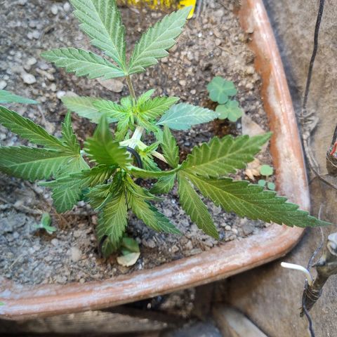 Diabo rojo growlog timeline photo