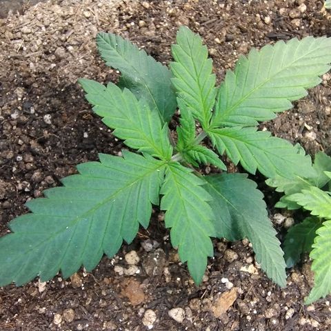 Purple lemonade growlog timeline photo