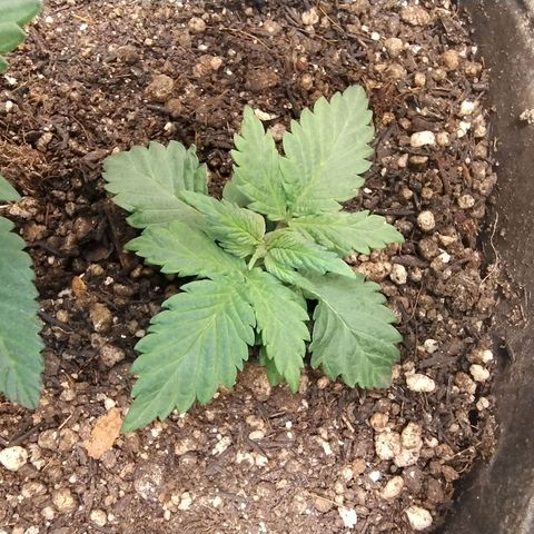 Purple lemonade#2 growlog timeline photo