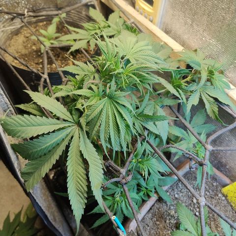 #skunk1 growlog timeline photo