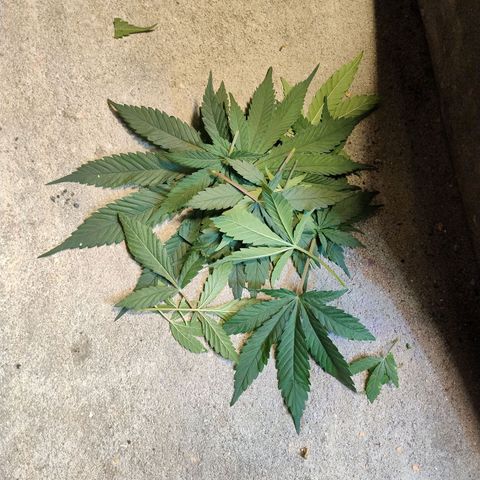 #skunk1 growlog timeline photo