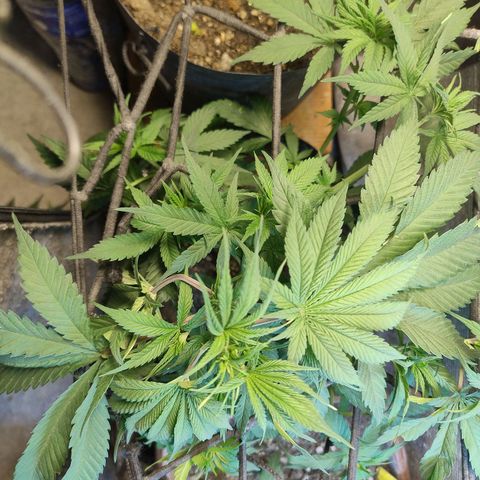 #skunk1 growlog timeline photo