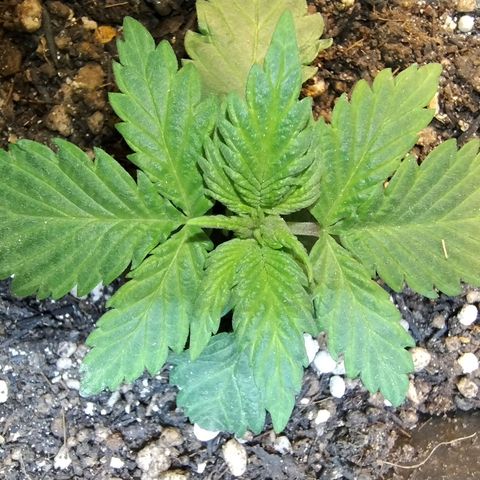 Purple lemonade#2 growlog timeline photo