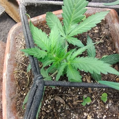 Diabo rojo growlog photo: Já está começando a soltar pestilos,creio que seja auto,pois ganhei as seeds