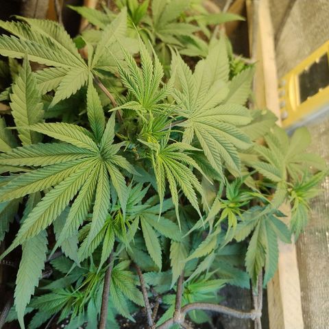 #skunk1 growlog timeline photo
