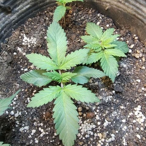 Purple lemonade growlog photo: Obs estão em guerrilha 