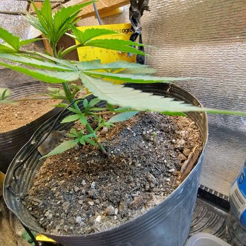 #skunk1 growlog timeline photo