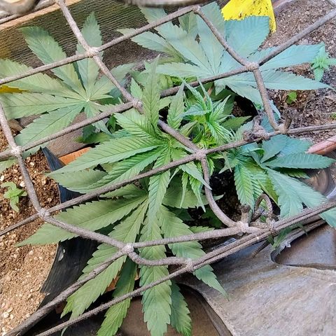 #skunk1 growlog timeline photo