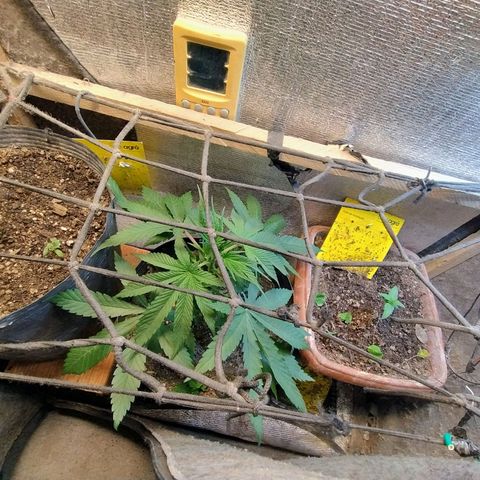 #skunk1 growlog timeline photo