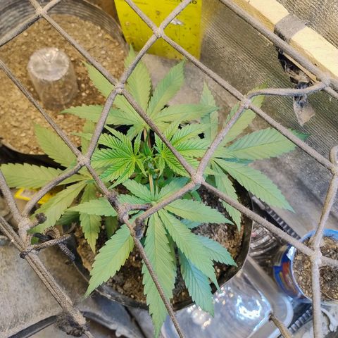 #skunk1 growlog timeline photo
