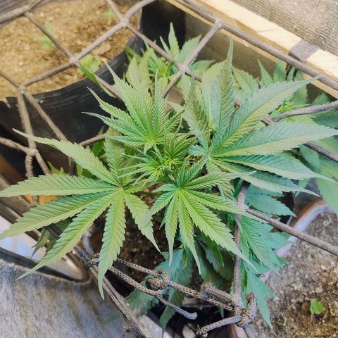 #skunk1 growlog timeline photo