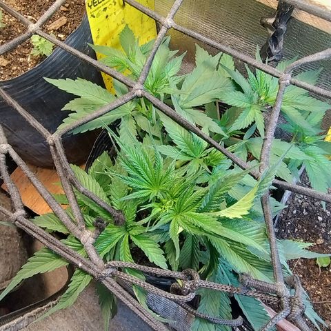 #skunk1 growlog timeline photo