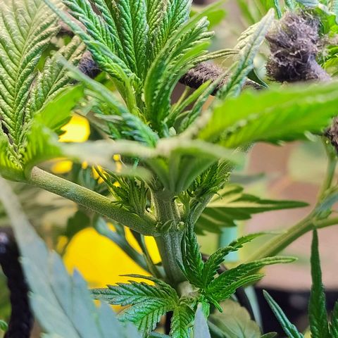 #skunk1 growlog timeline photo