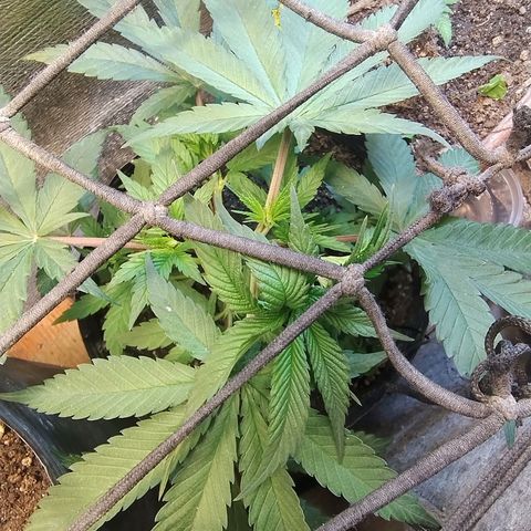 #skunk1 growlog timeline photo