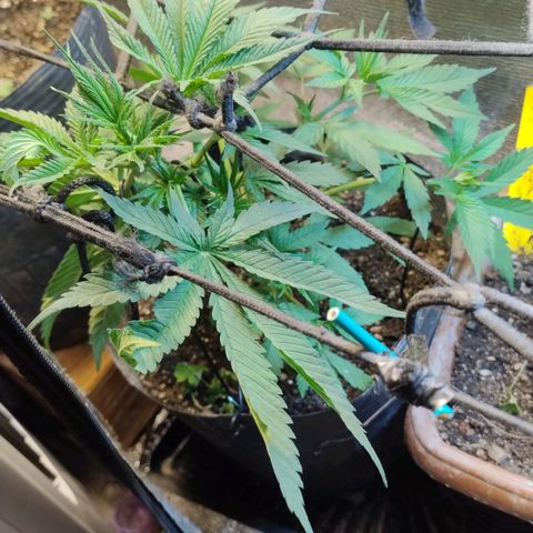 #skunk1 growlog timeline photo