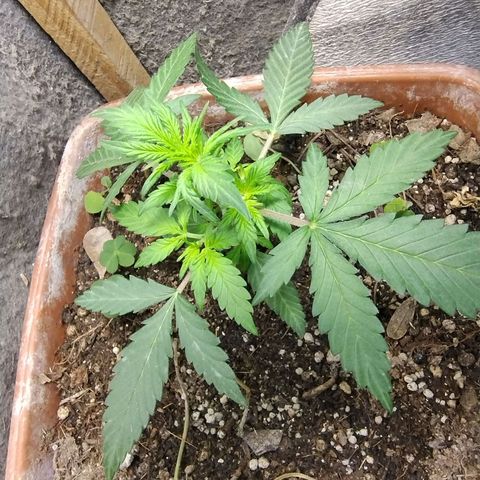 Diabo rojo growlog timeline photo
