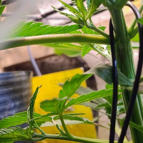 #skunk1 growlog timeline photo