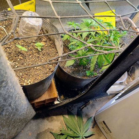 #skunk1 growlog timeline photo